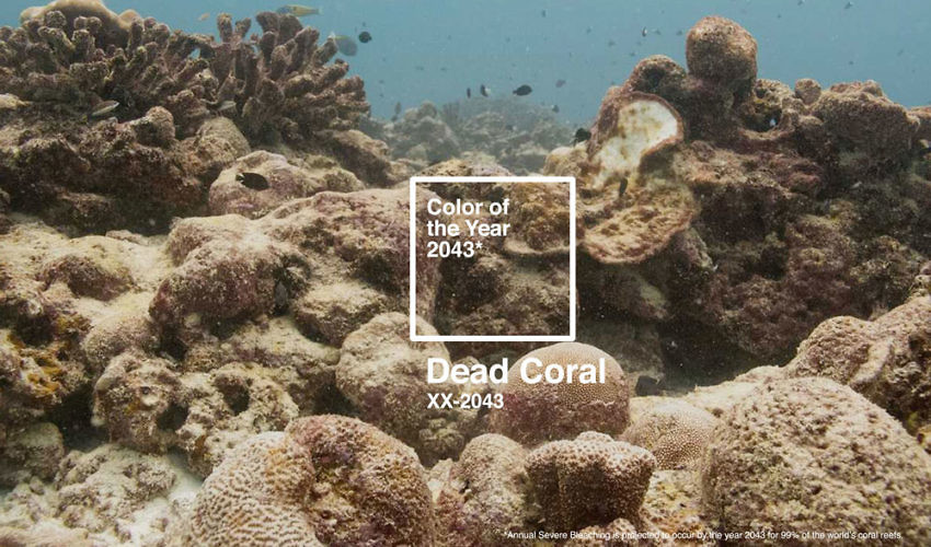 Dead Coral